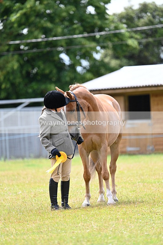 WJ7_6694 - Class 5 Handsome Gelding in hand
