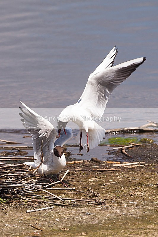 20130526-_MG_3532 - Gulls