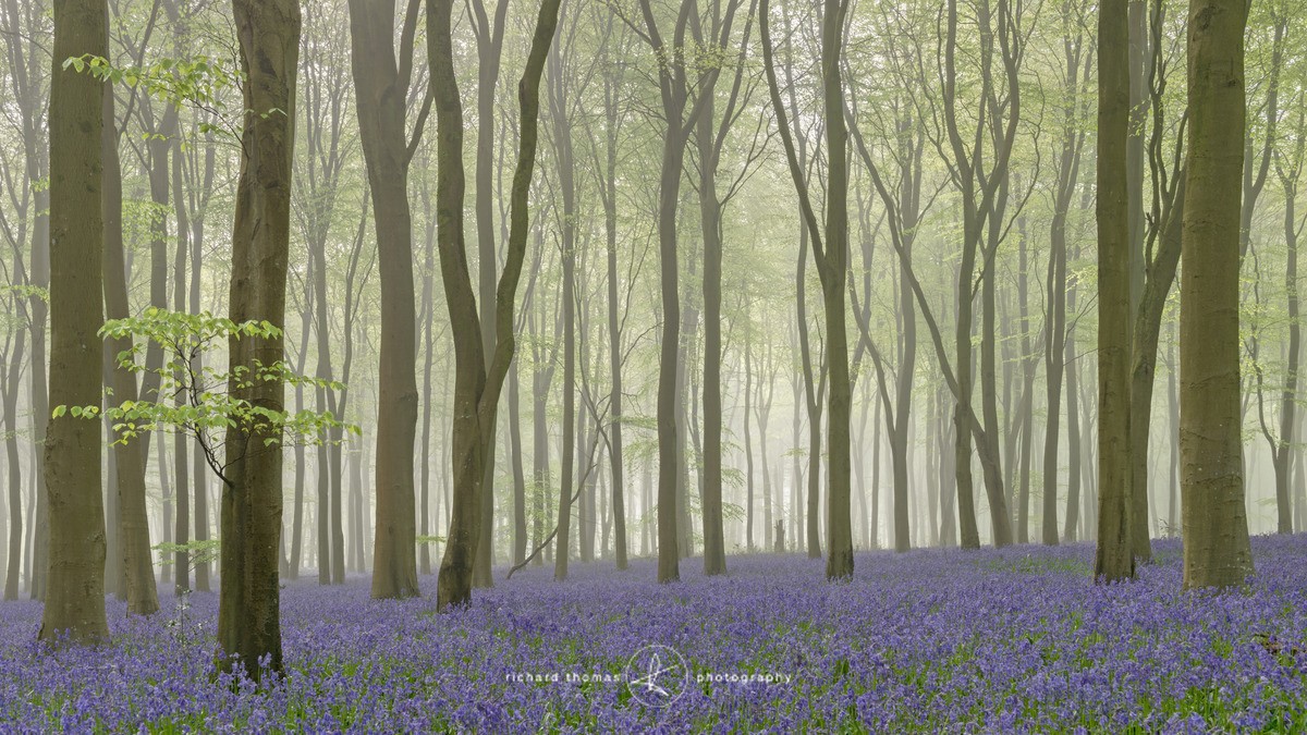 Bluebell mist VI - BlueWood