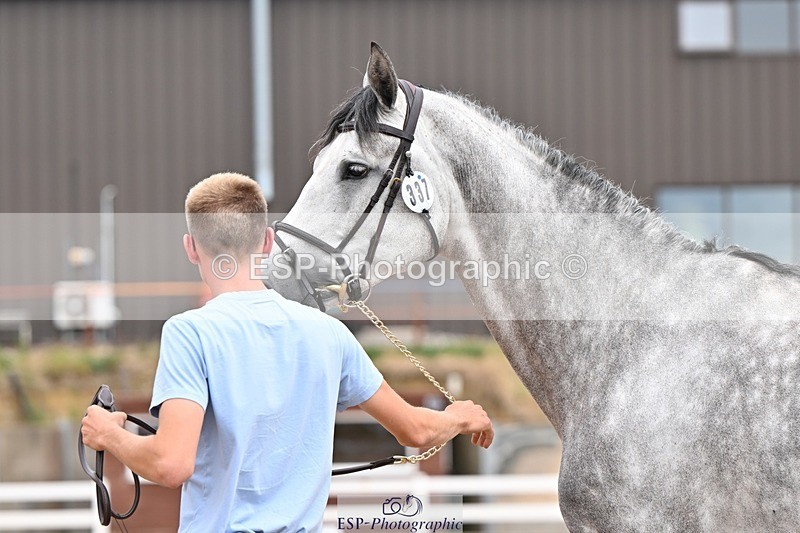 250716-152840-01955 - Trot Up 2.30 to 3.30