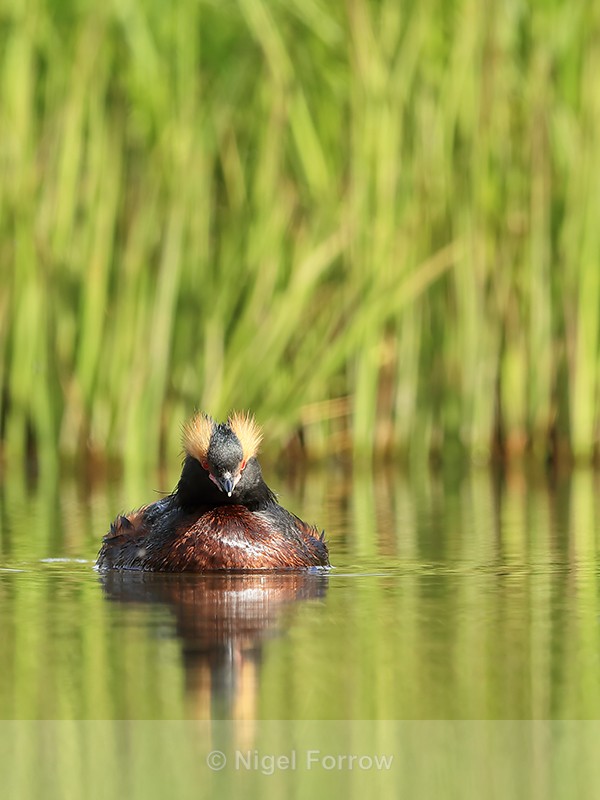 Slavonian Grebe, Lake Myvatn, Iceland - Slavonian Grebe