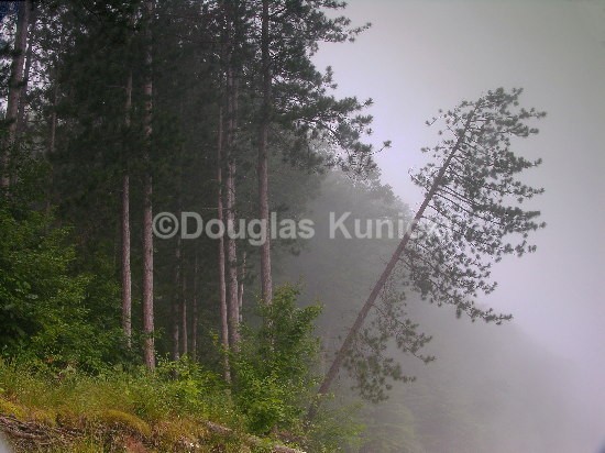 Own Space - Allegheny National Forest
