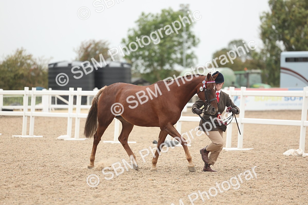 SBM_19913 - Class 318 - IH Part Bred Horse-Pony