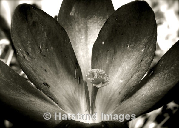 Crocus - nature