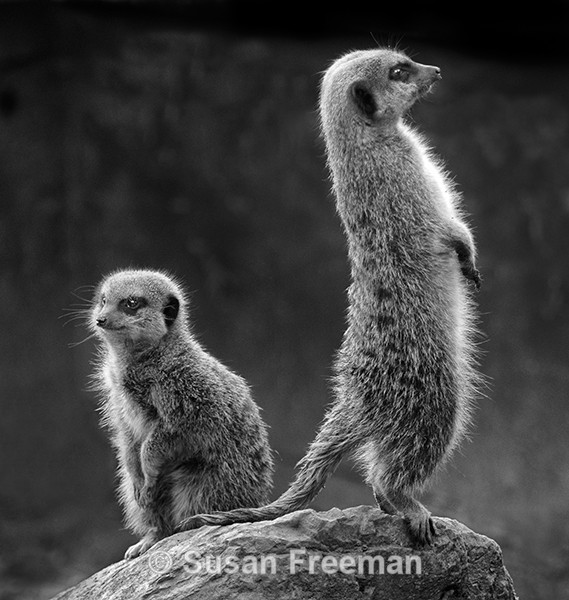 Meerkats - Monochrome