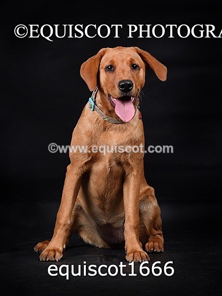 equiscot1666 - MOLLY & MACEY