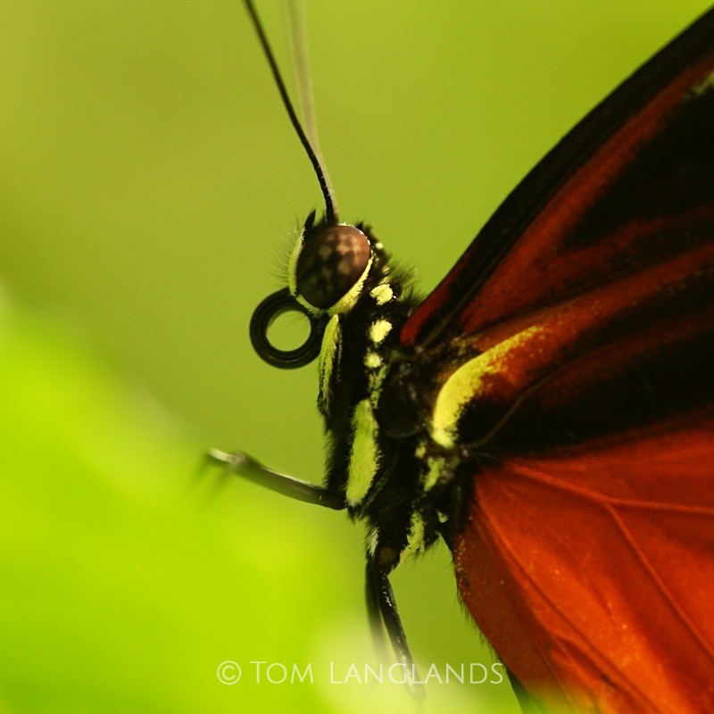 Harmonia Tiger Wing - Macro