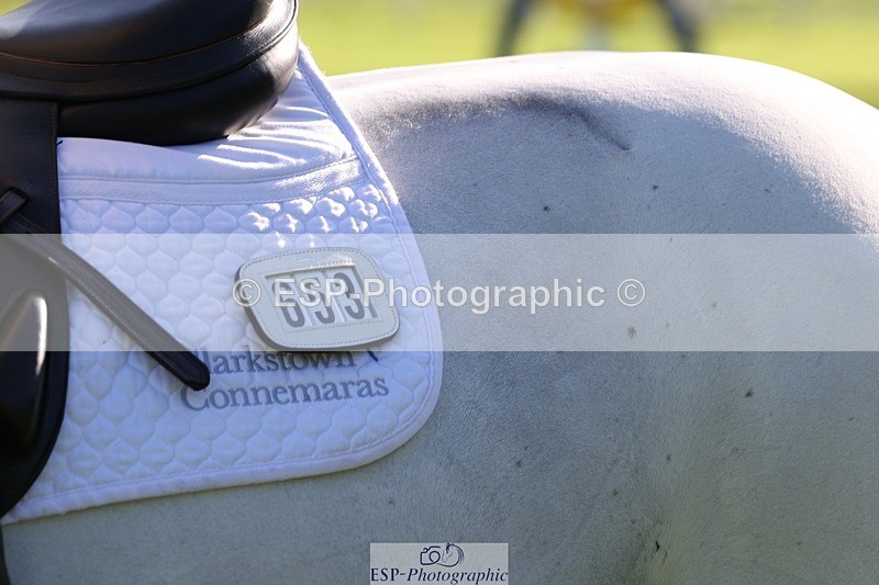 231022-110407-24935 - 653-GREYΓÇÖS.VILLAGE.MELODY-Annabel.Ridgway-TrotUp+SJ