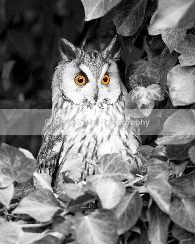 20110312-IMG_1303-119 - Long Eared Owl