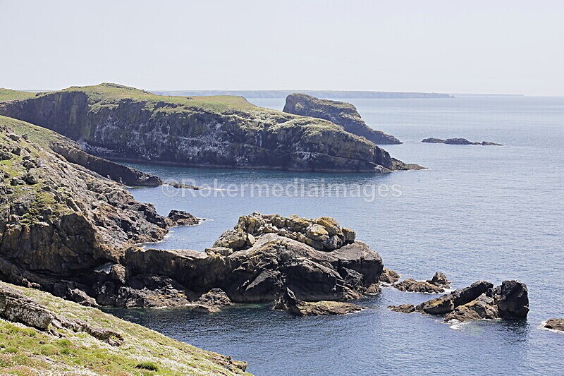 _56A7127 - Skomer 2019