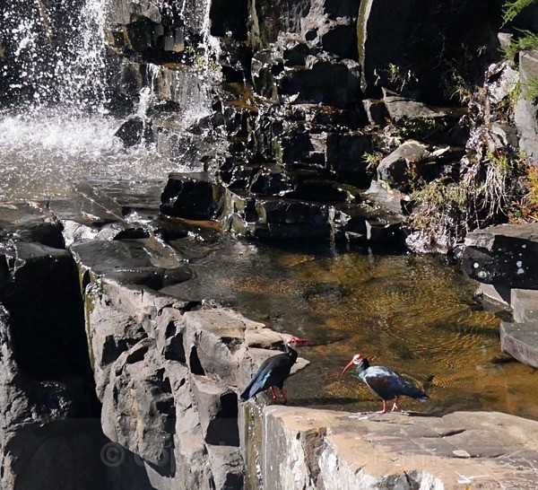Southern Bald Ibis South Africa - BIRDS & INSECTS