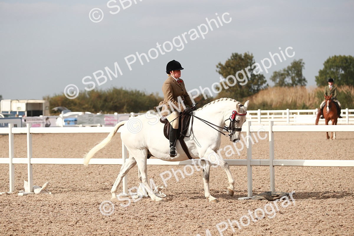 SBM_17487 - Class 215 Ridden Hack/ Riding Horse
