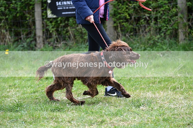 WJ5_9576 - Class 3 Most Handsome Dog