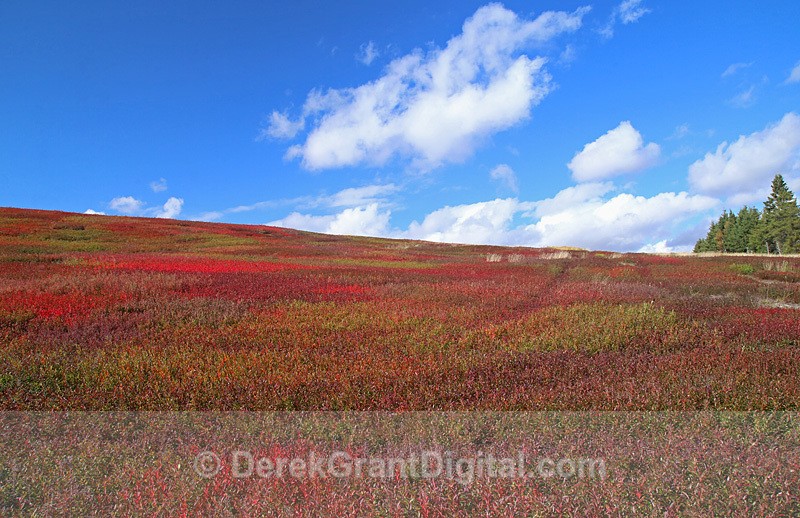 Wild Blueberry Field in Autumn New Brunswick Canada