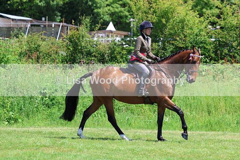 3E7A8063 - Working Hunter Championship