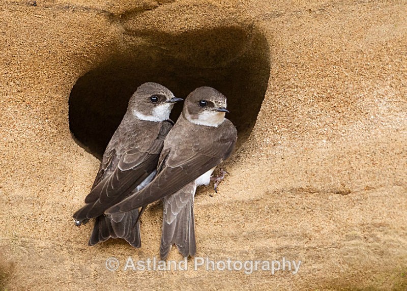 Astland Photography, Bird and Wildlife Images, Susan and Peter Wilson, U.K.