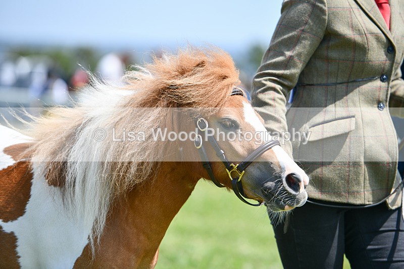 DSC_7380 - Class 62: Coloured Pony Youngstock