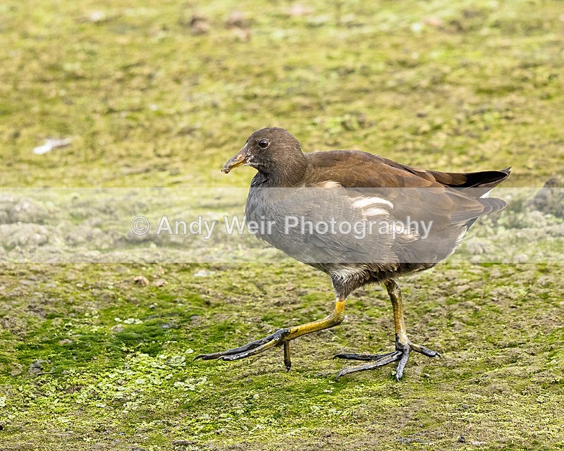 20151010-8E0A1579 - Rails & Coots