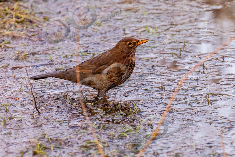 Blackbird Turdus merula-0234 - UK birds