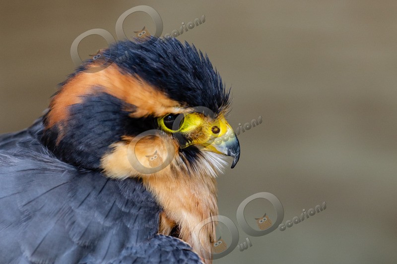 aplomado falcon Falco femoralis-7792 - BoP from around the world