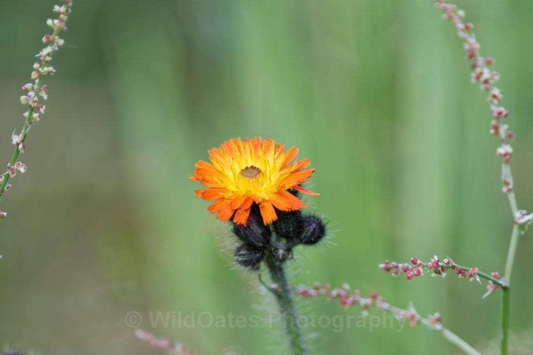 Fife_Orane Hawkweed 0003 - Isle of May and Fife