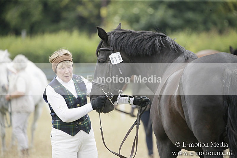 B230619-0530 - Bourne Valley Riding Club Summer Show 23/06/19