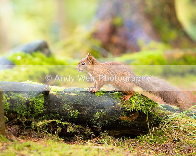 20141010-3K8A6578 - Red Squirrel