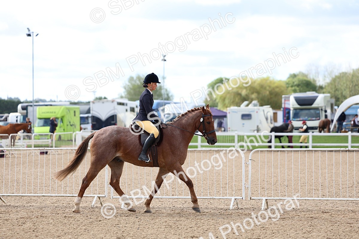 SBM_10051 - Class 304 - Ridden Part Bred Horse Pony