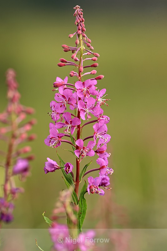 Fireweed flower spike, Silver Salmon Creek, Lake Clark NP, Alaska - PLANTS