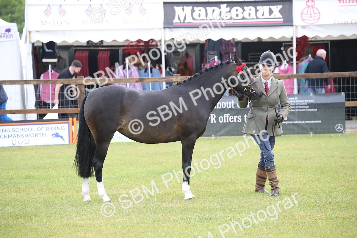 SBM_00080 - Class 17-20 - Arab & Part Bred - Anglo Arab In Hand