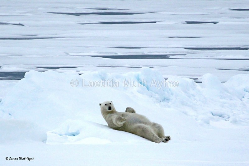 IMG_0337 Svalbard - Bears