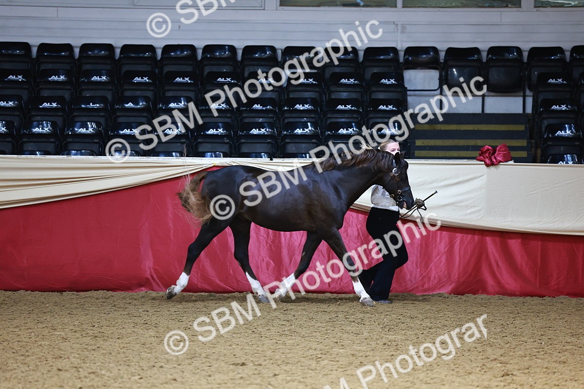 SBM_23095 - Class 903 - Supreme Final - IH Pre Vet