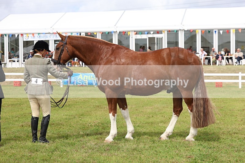 3E7A0372 - Class 6: Rising Star Maxi Cobs