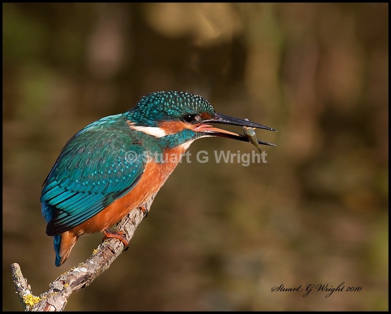 7 - Kingfisher