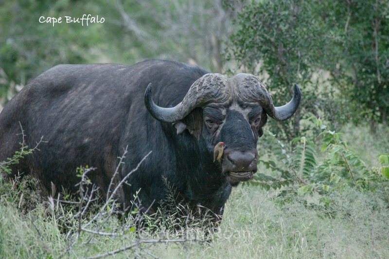  - South Africa Birds and Mammals