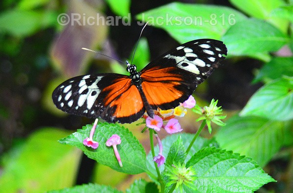 Polymorphic Longwing - Butterfly Gallery