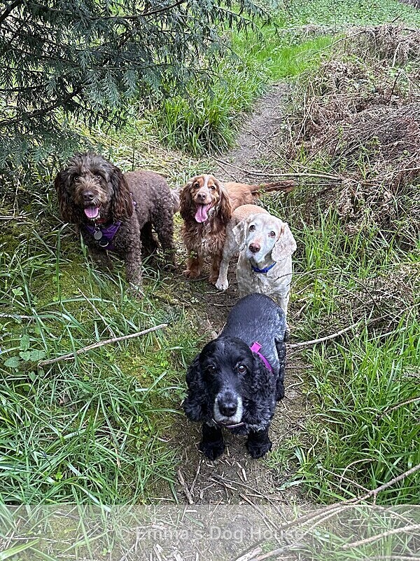  - Dogs