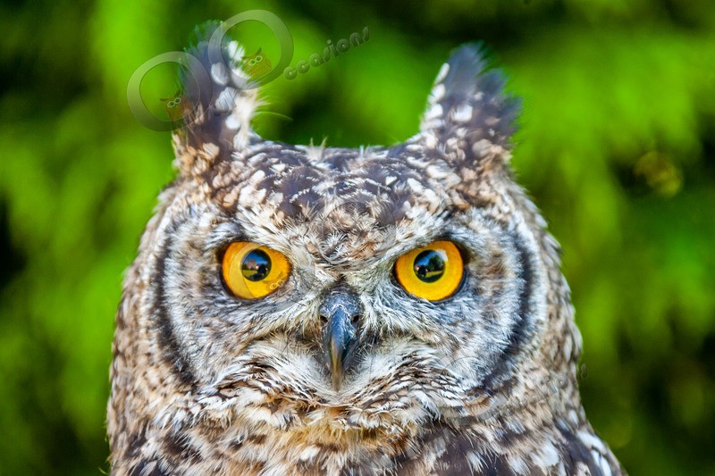 african spotted eagle owl Bubo africanus-1514 - Owls of the World
