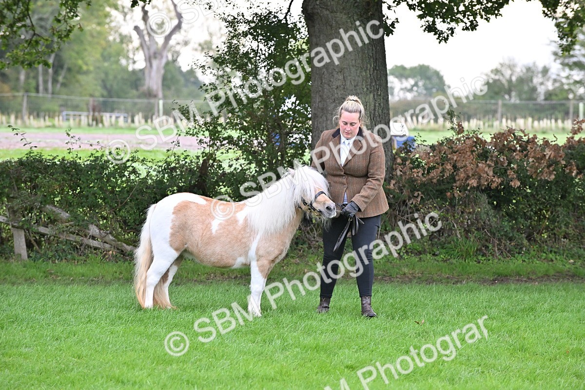 SBM_56965 - S45 - Coloured Pony In Hand