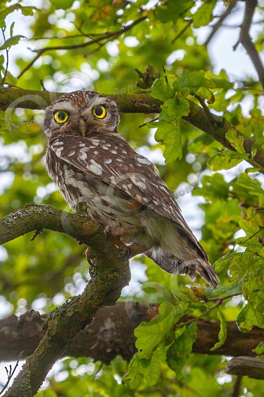 little owl  athena noctua-9655 - Owls of the World