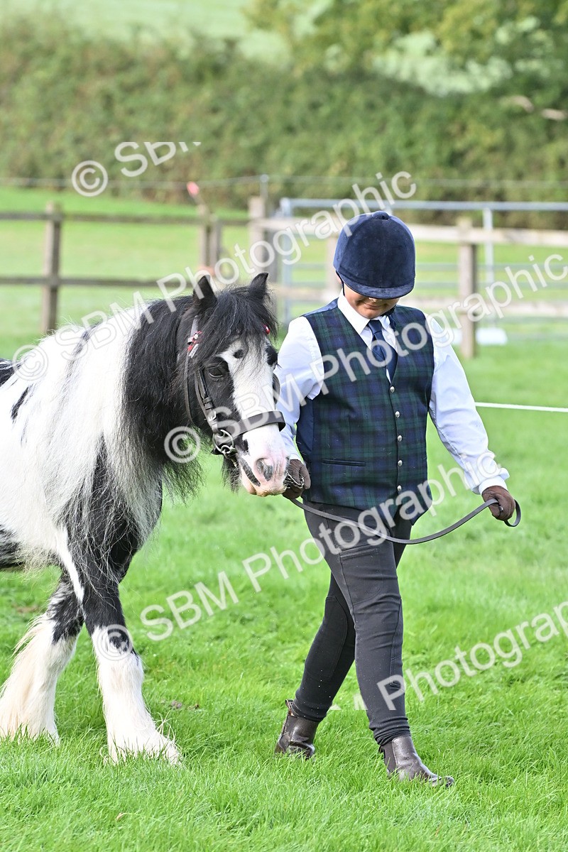 SBM_56858 - S45 - Coloured Pony In Hand
