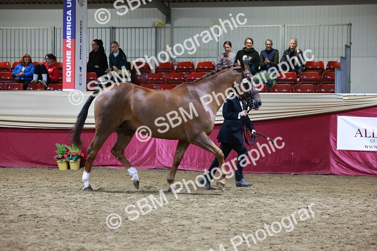 SBM_21499 - Class V - Champion of Champions