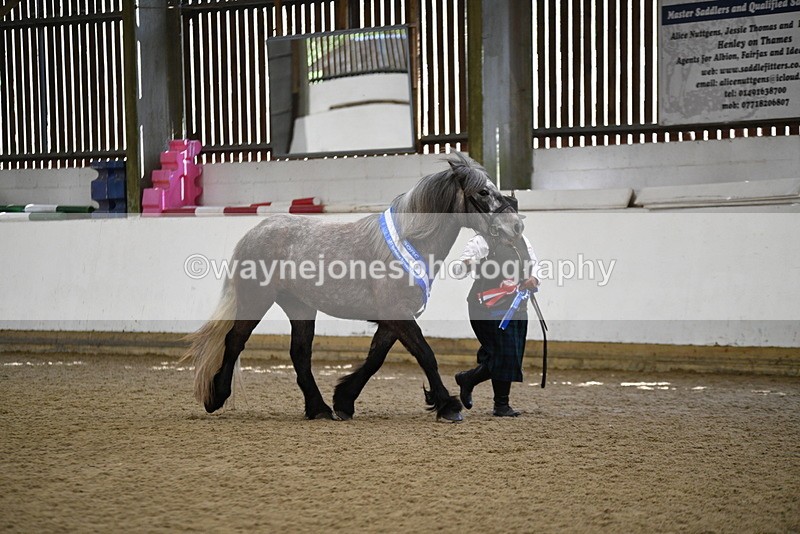 WJ5_5869 - Morning in hand Championship