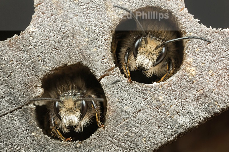 Osmia bicornis (m)