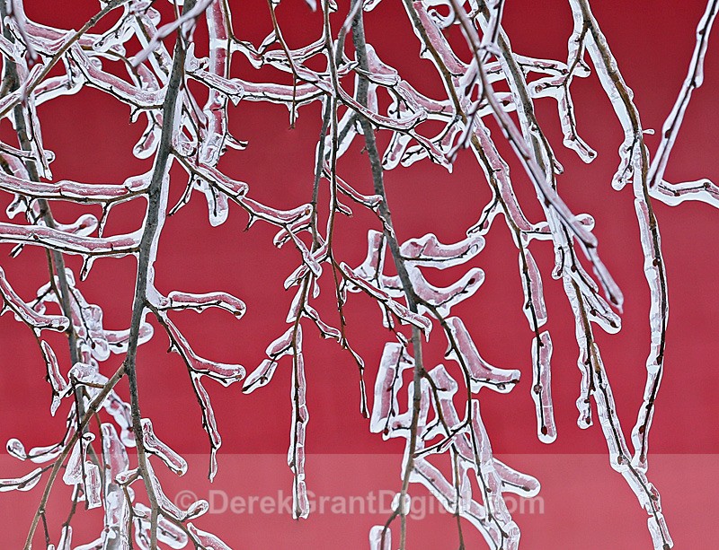 Red Maple - Extreme Weather