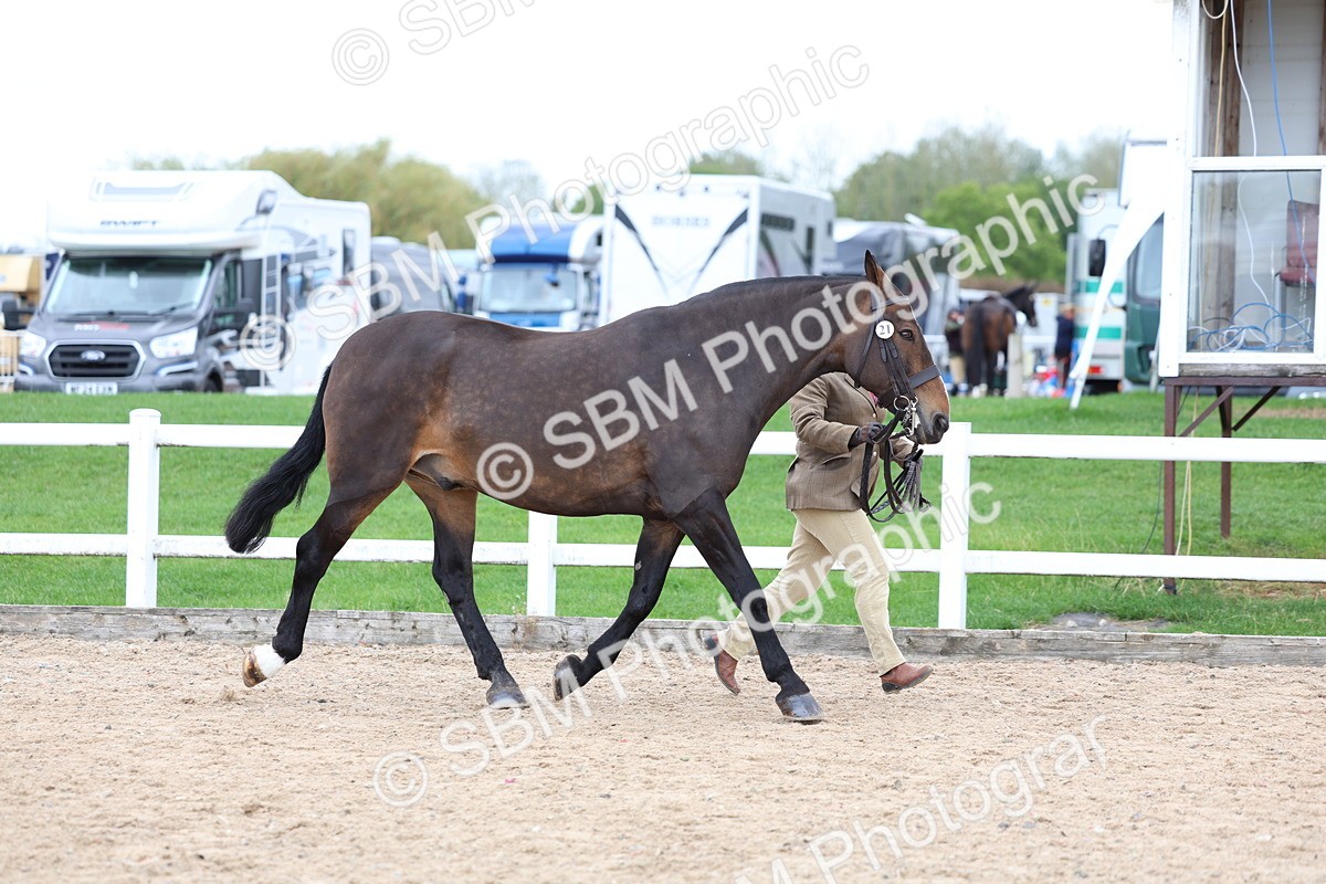 SBM_05692 - Class 28 - IH Veteran Horse