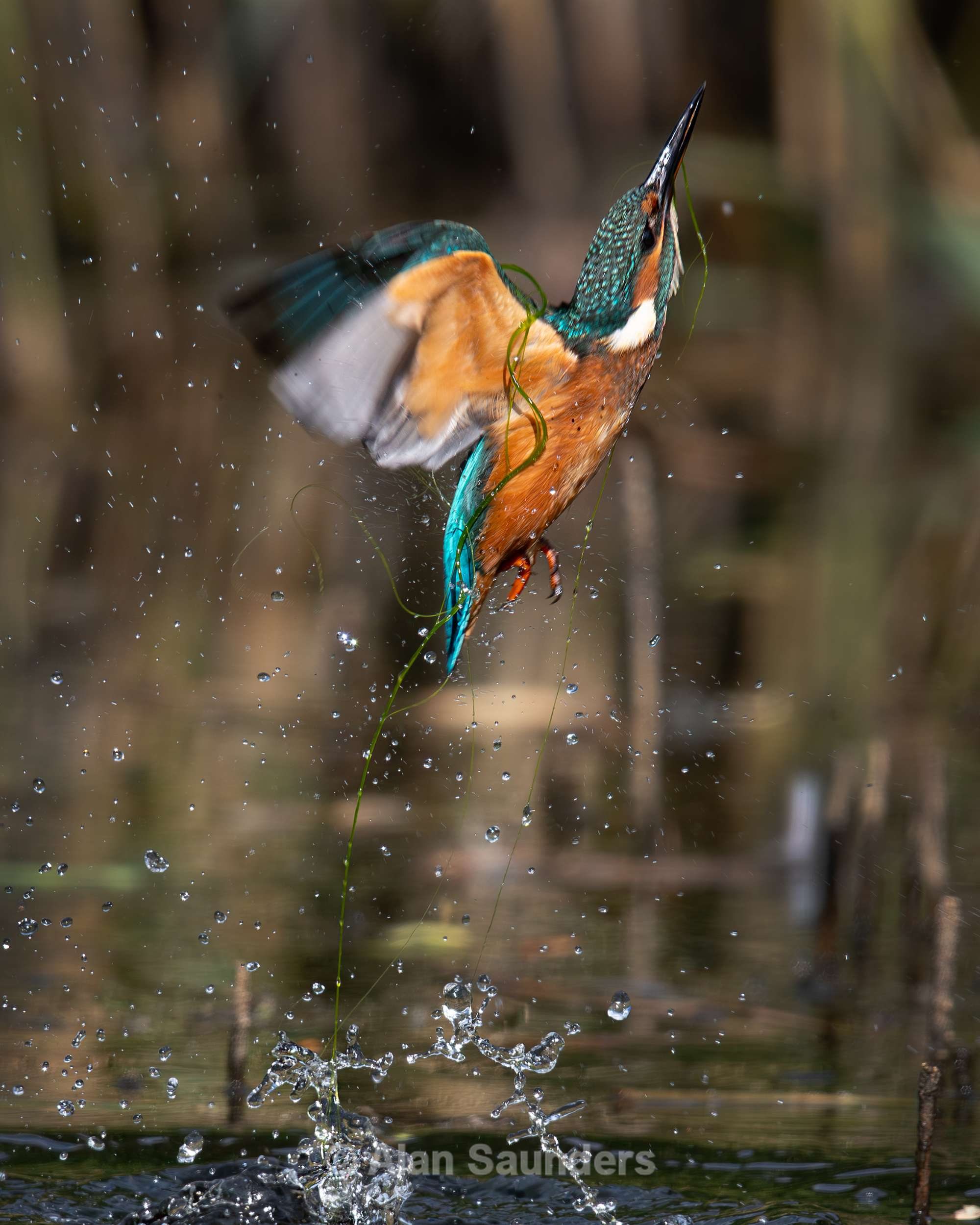 Common Kingfisher 15