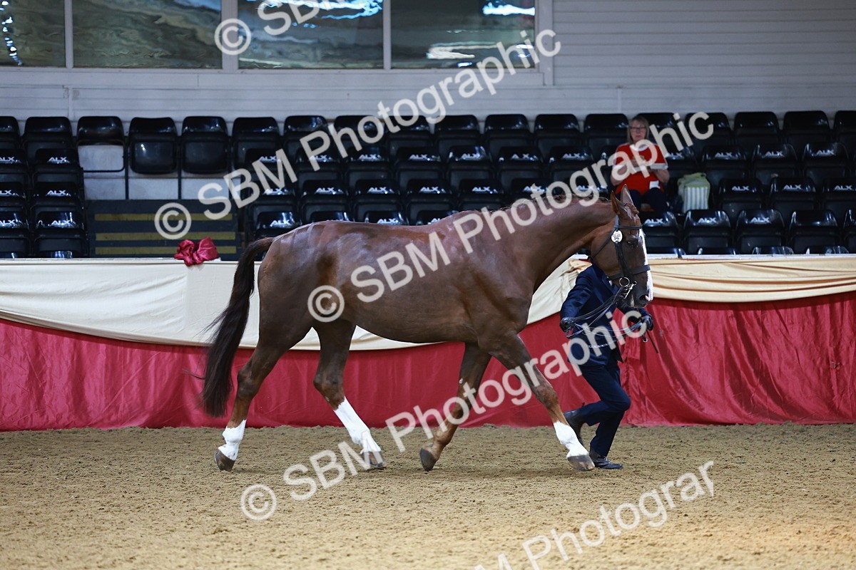 SBM_23125 - Class 903 - Supreme Final - IH Pre Vet