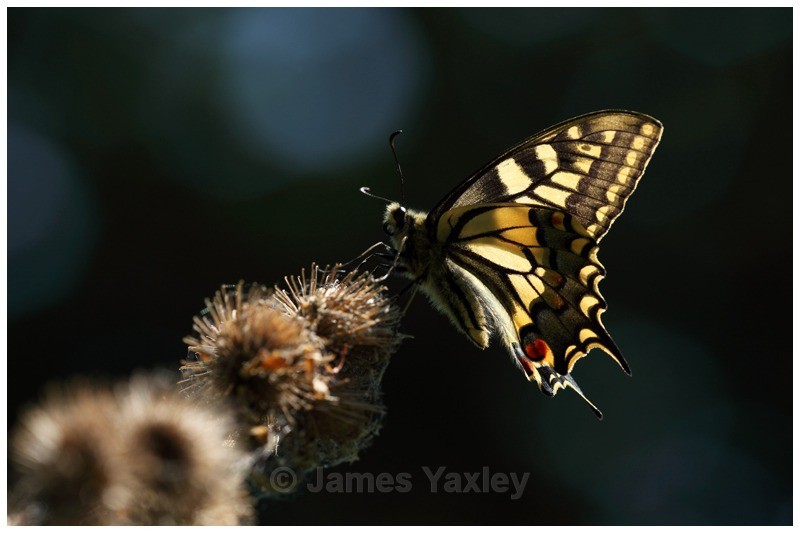 Swallowtail and Burdock - Butterflies, Dragonflies and Demoiselles