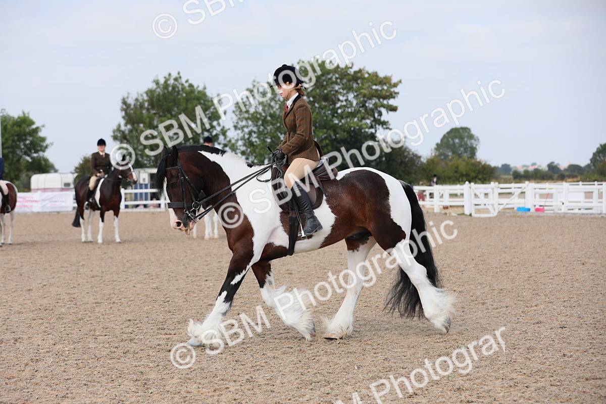 SBM_13434 - Class 308 Ridden Coloured Horse